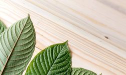 5 Greatest Facts About Kratom You Need To Know Right Now!