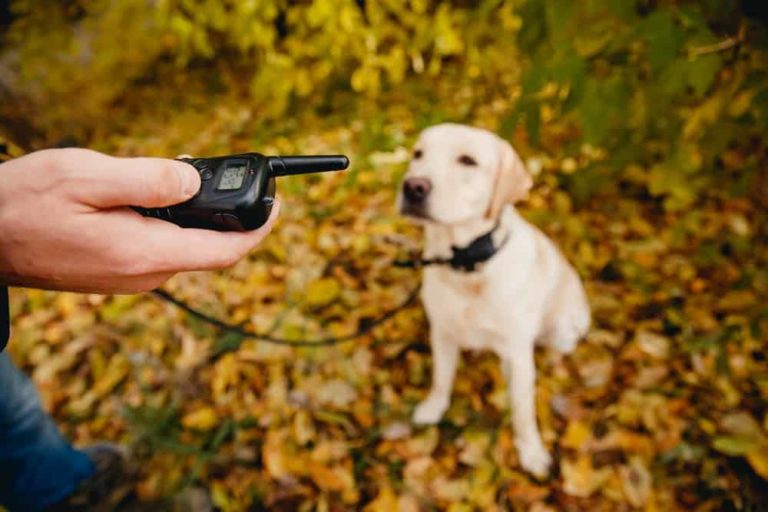 Shock Collars: Top 8 Things You Need To Know About