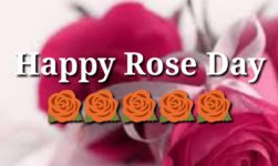 Happy Rose Day 2019: Collections Of Rose Day Wishes, Message & Quotes