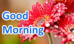 Here Are Best Good Morning Messages, Wishes & Quotes You May Share Now!