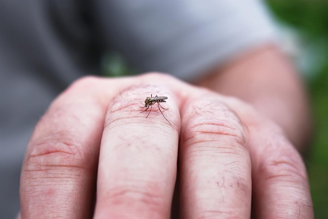 Dengue: Common Causes, Symptoms And Treatment Options