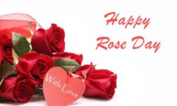 Rose Day 2019 Images, DP, Profile Pics