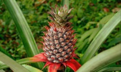 These Are The Top 5 Magical Health Benefits Of Consuming Pineapples