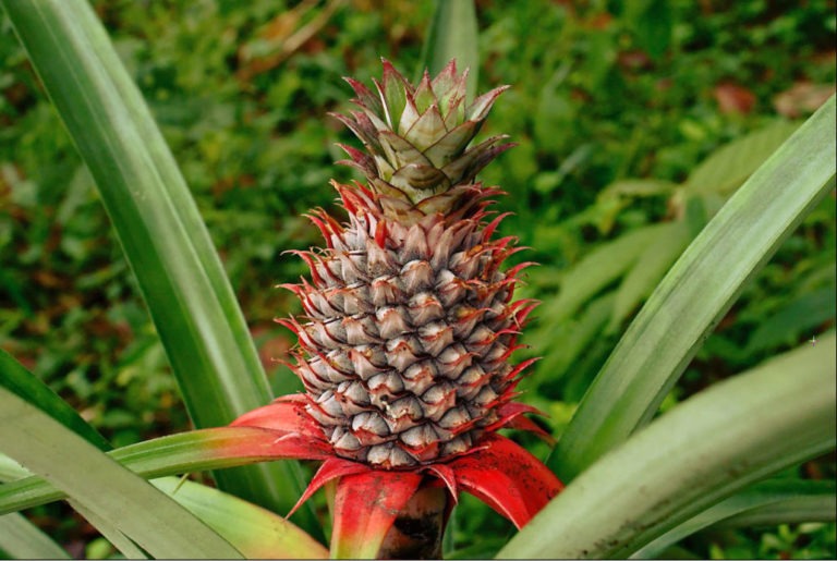 These Are The Top 5 Magical Health Benefits Of Consuming Pineapples