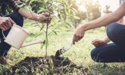 Arbor Day 2019: Origin, History, Celebration And Quotes