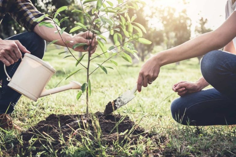Arbor Day 2019: Origin, History, Celebration And Quotes
