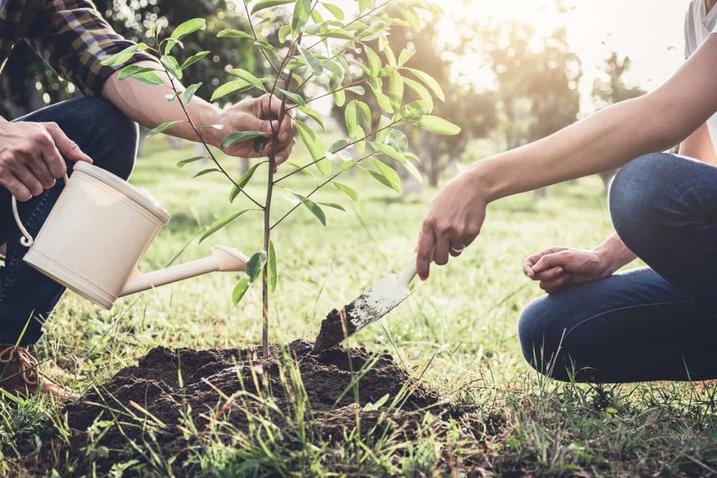 Arbor Day 2019: Origin, History, Celebration And Quotes