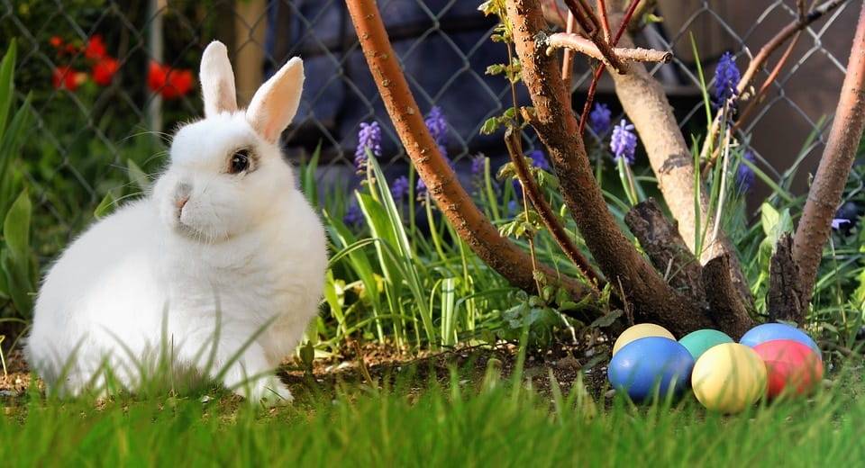 Easter Bunny Images Free Download
