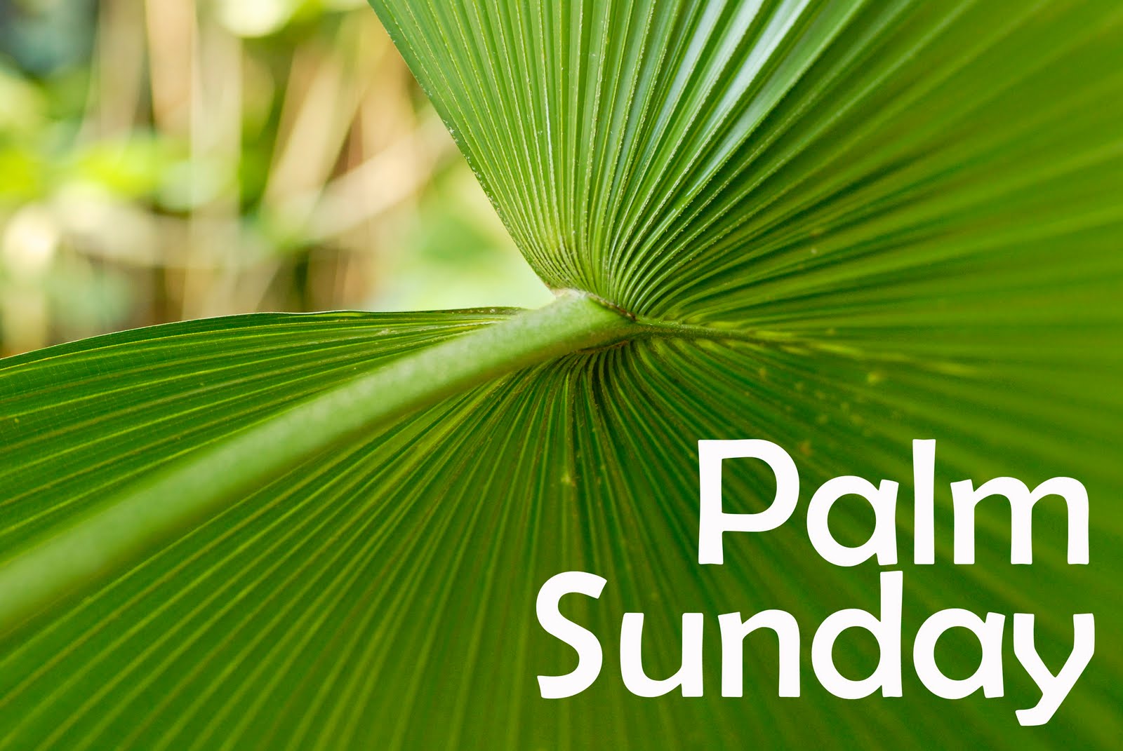 Palam Sunday 2019 Images 