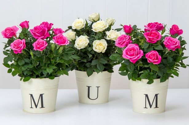 Mother's Day Flowers 2019: Top 5 Same Day Flower Delivery Websites!