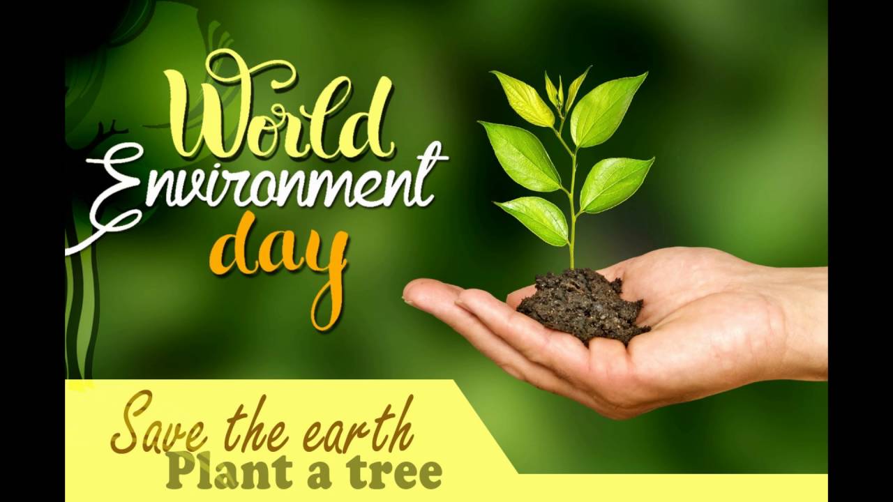 What Is World Environment Day Celebrated