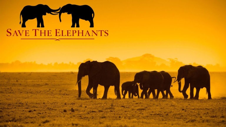 World Elephant Day 2019: Date, Importance, Celebration, Threats And Solution