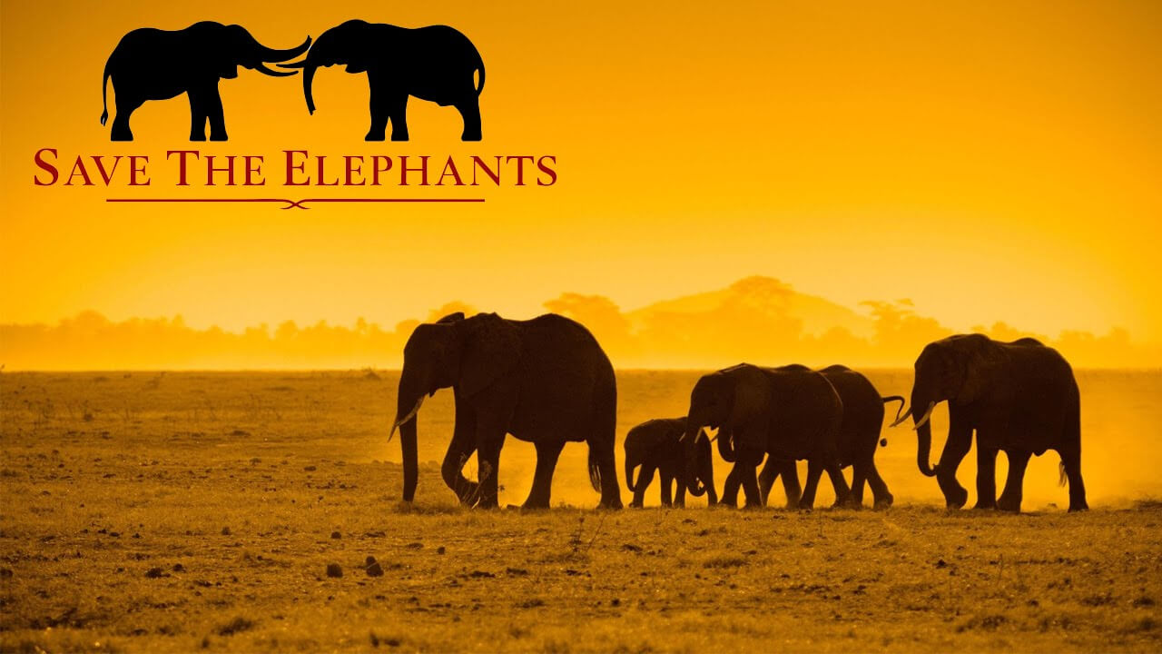 World Elephant Day 2019: Date, Importance, Celebration, Threats And Solution